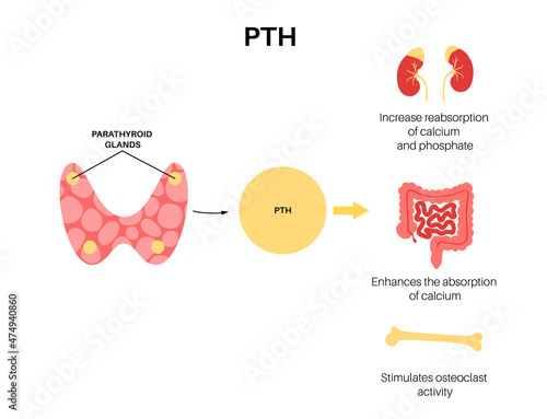 parathyroid gland anatomy