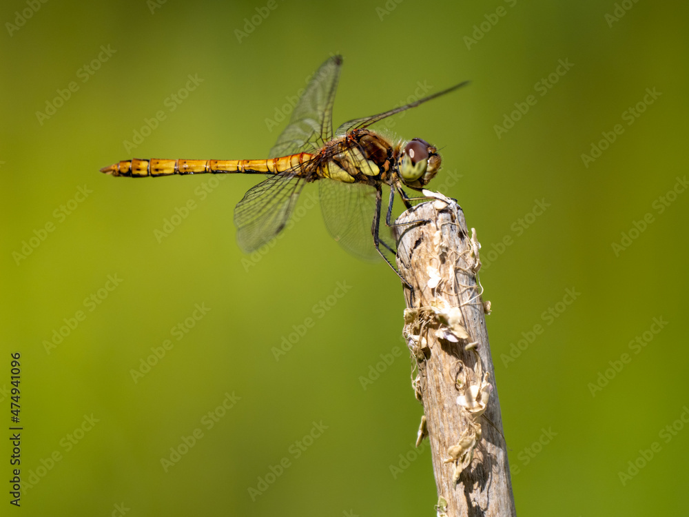 Female Common Darter Dragonfly Resting Female Common Darter Dragonfly Resting