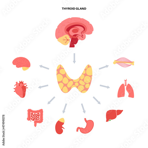Thyroid hormones diagram