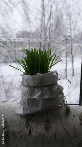 Green grass on a winter window. View of the winter landscape from the room.