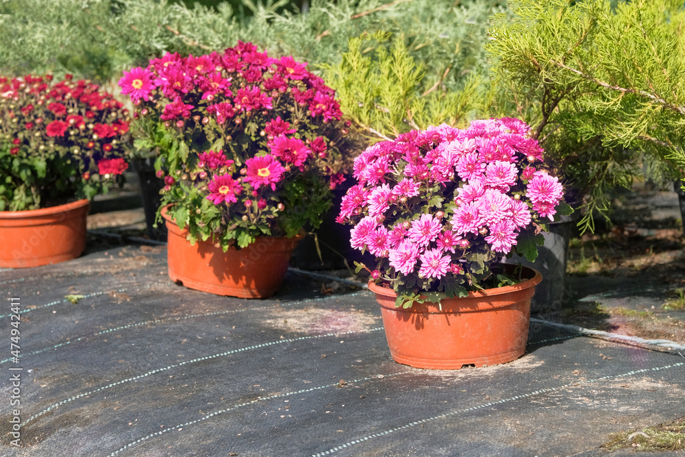 Garden shop. Variety of seedlings of pink chrysanthemums in pots in garden store. Nursery of plants for gardening.