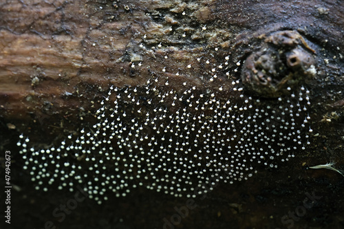 Physarum album, also called Physarum nutans, a slime mold of the order Physarales from Finland photo