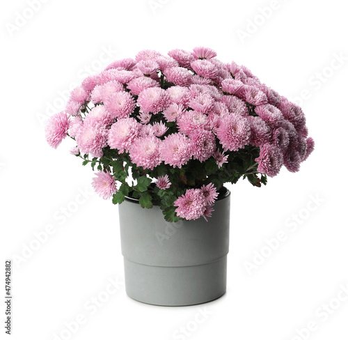 Beautiful pink chrysanthemum flowers in pot on white background