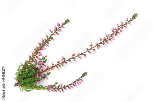 Branch of heather with beautiful flowers isolated on white