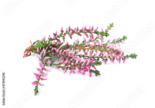 Bunch of heather branches with beautiful flowers isolated on white