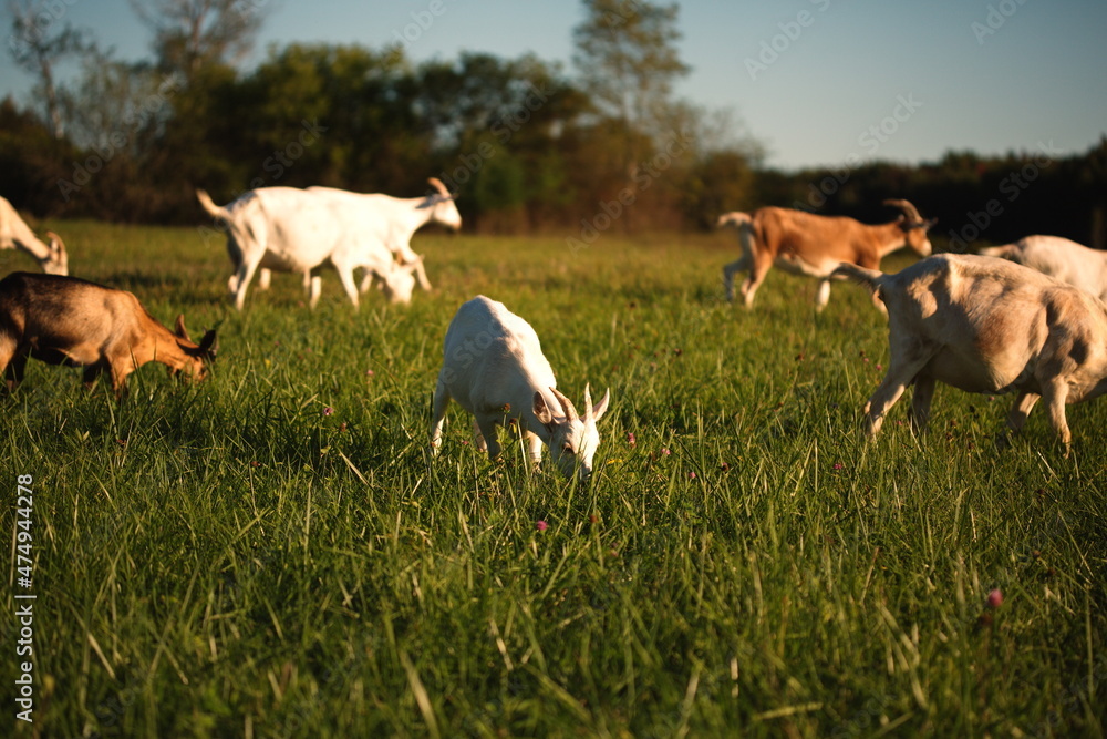 Fototapeta premium Dairy goats grazing in a field during the summer season in Ontario, Canada.