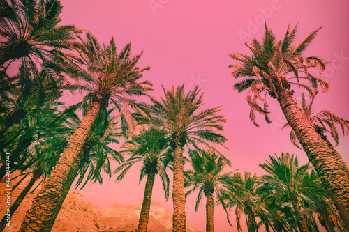 Palm trees plantation against a sunset sky. Tropical evening landscape toned in Pacific pink trendy color