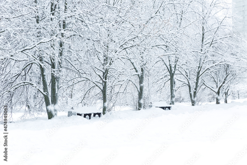 Trees and benches in the snow in the park. A beautiful winter fairy tale. Trees and benches in the snow in the park. A beautiful winter fairy tale.