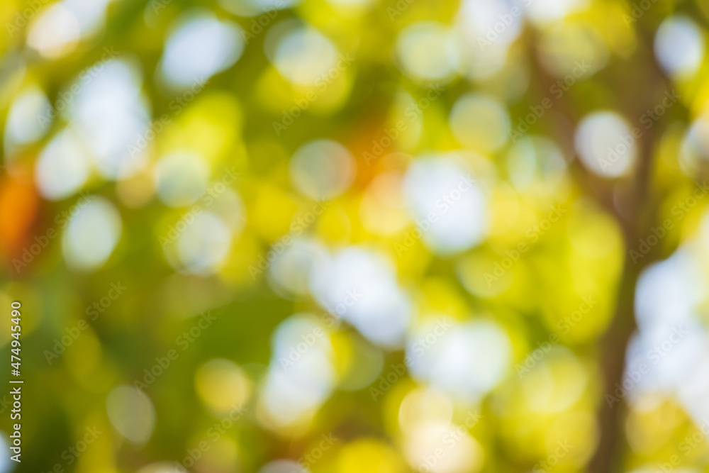 Abstract blur green leaf bokeh nature background Abstract blur green leaf bokeh nature background