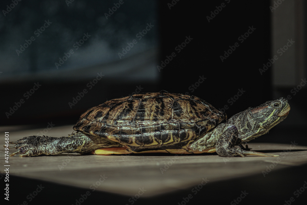 Naklejka premium turtle on the tree