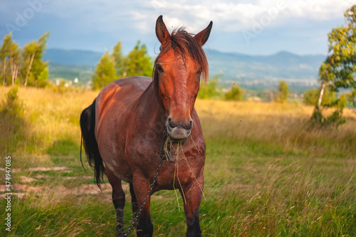 beautiful horse in the Ukrainian carpathians. unusually beautiful horse © Taras
