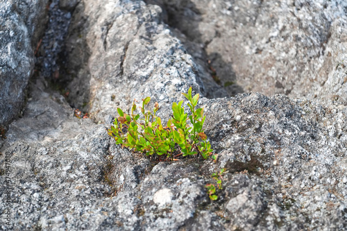 early blueberry bush on rocky mountains
