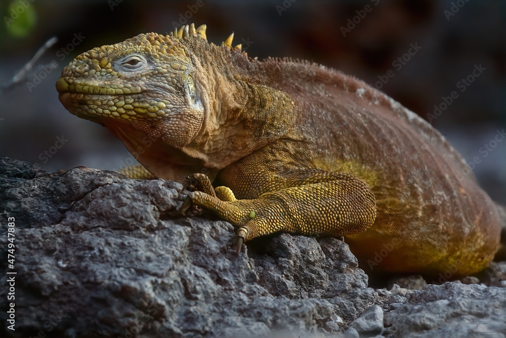 Galapagos land iguana Galapagos land iguana