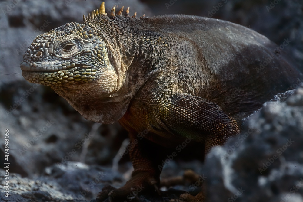 Galapagos land iguana Galapagos land iguana