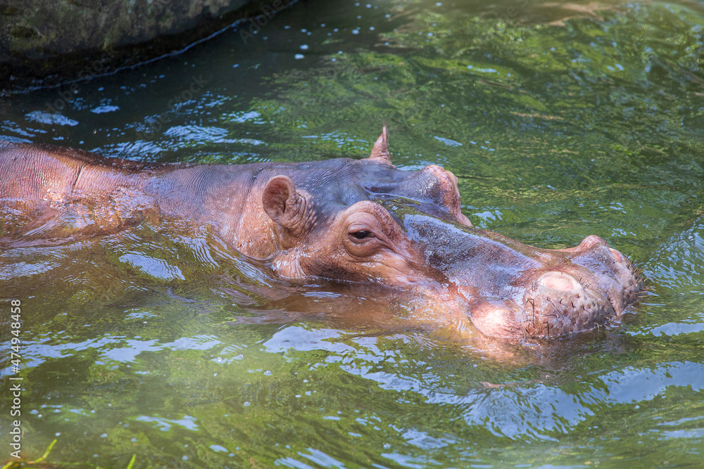 Hippopotamus, or hippo, mostly herbivorous mammal in water Hippopotamus, or hippo, mostly herbivorous mammal in water
