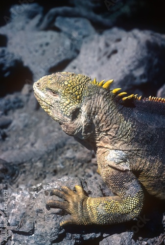 Galapagos land iguana