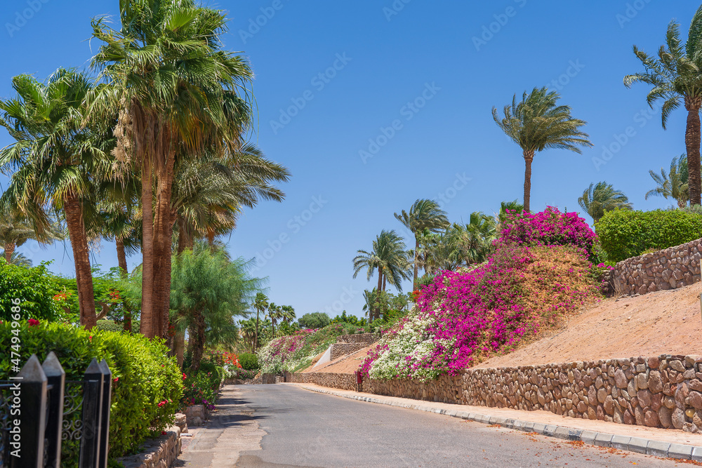 Fototapeta premium Empty road with colorful flowers on the street of Egypt in Sharm El Sheikh