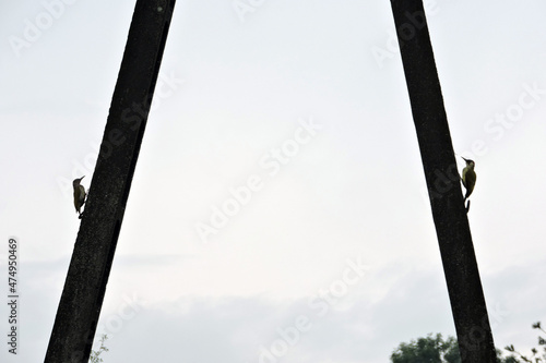 The adult and juvenile European green woodpecker sitting on a concrete pylon, greysky in the background photo