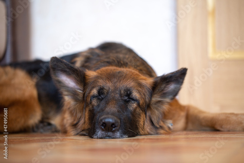 A beautiful German shepherd dog with long hair is sleeping. The dog is resting.