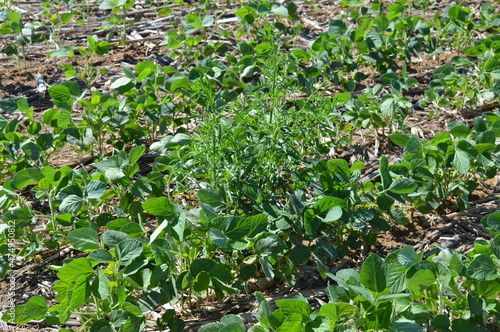 No-till soybean plantation infested with weeds