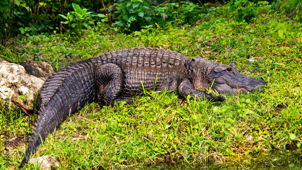 alligator in the everglades alligator in the everglades
