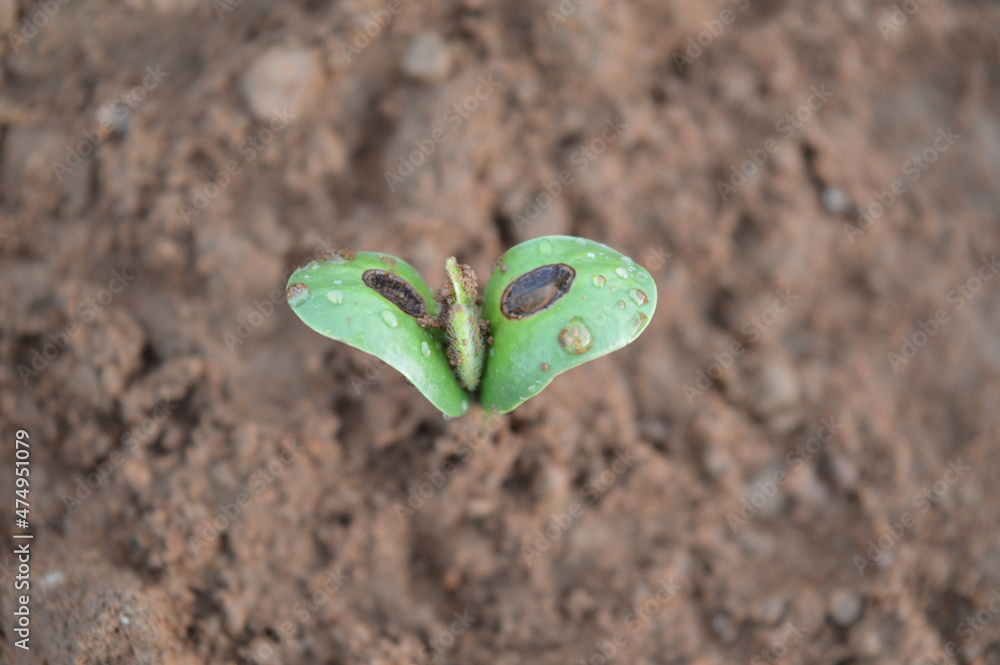 Soybean plant 5 days after germination with its cotyledon with water ...