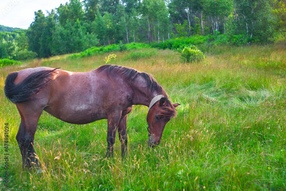 beautiful horse in the Ukrainian carpathians. unusually beautiful horse beautiful horse in the Ukrainian carpathians. unusually beautiful horse
