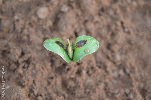 Soybean plant 5 days after germination with its cotyledon with water droplets and perforated in the center