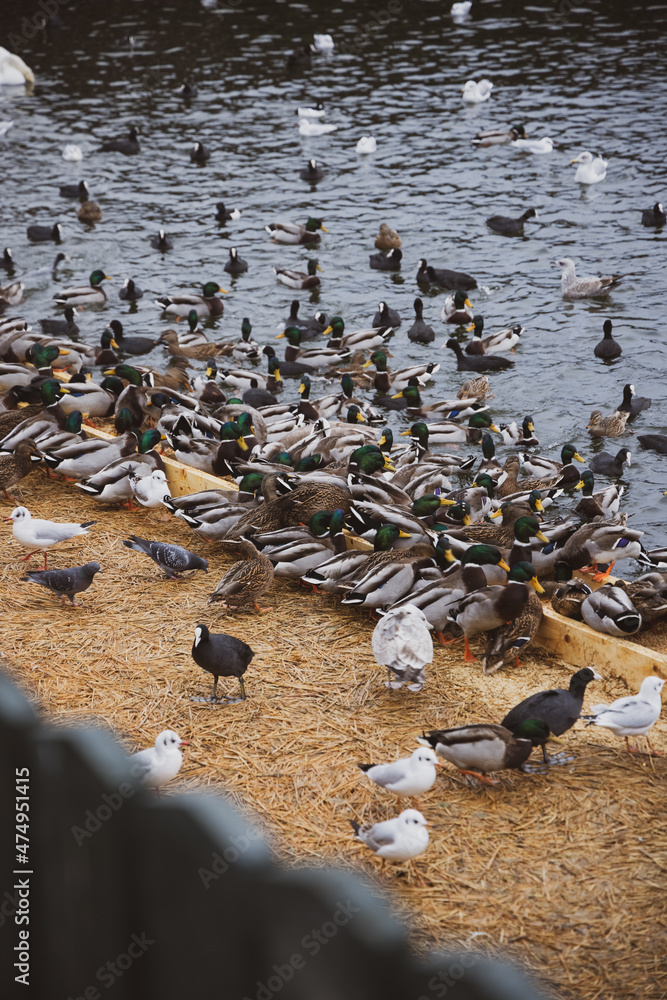 Fototapeta premium Large colony of wintering water birds, swans, ducks and other water birds feeding on the water in winter at the city park of Stockholm. Feeding birds