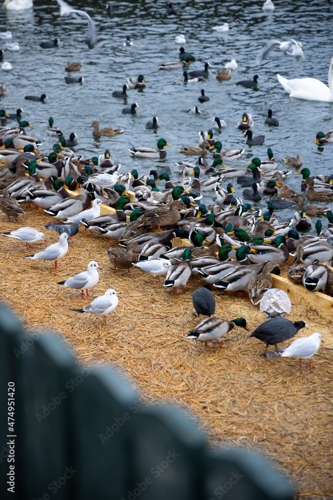 Obraz premium Large colony of wintering water birds, swans, ducks and other water birds feeding on the water in winter at the city park of Stockholm. Feeding birds