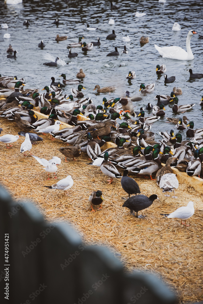 Obraz premium Large colony of wintering water birds, swans, ducks and other water birds feeding on the water in winter at the city park of Stockholm. Feeding birds