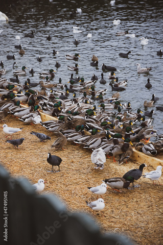 Large colony of wintering water birds, swans, ducks and other water birds feeding on the water in winter at the city park of Stockholm. Feeding birds