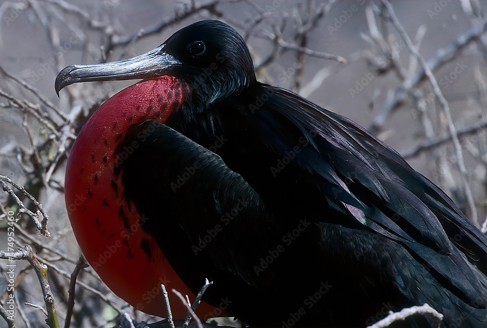 Naklejka premium Magnificent frigatebird