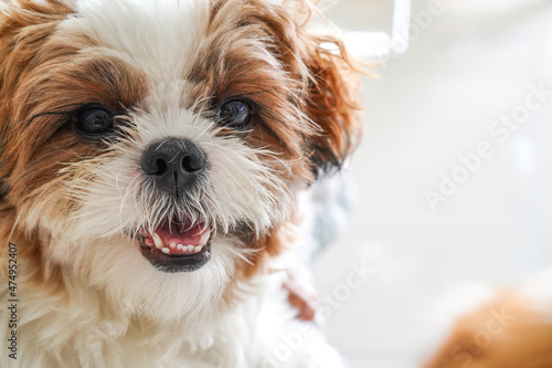 Canvas Print Shih tzu dog portrait in studio