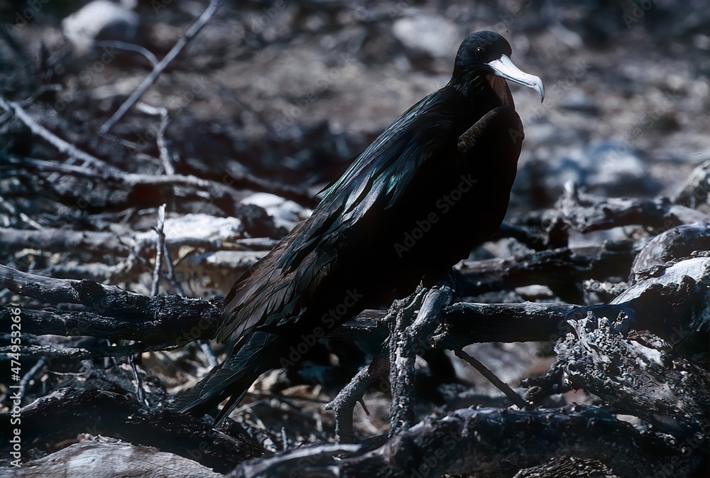 Obraz premium Magnificent frigatebird
