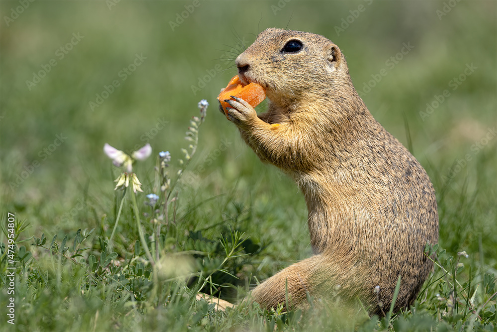 Groundhog sits on a green meadow and eats a carrot. Groundhog sits on a green meadow and eats a carrot.