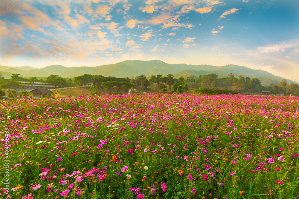 View of beautiful cosmos flower field in sunset time