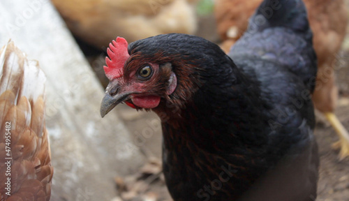 black hen close up in the hen house