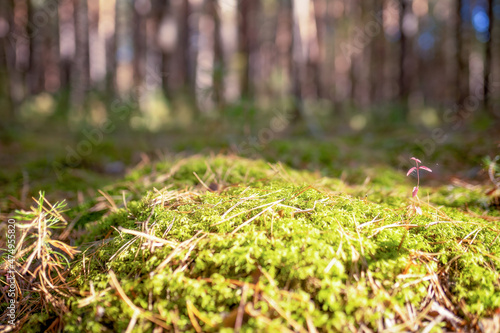 empty moss surface in the forest for your product