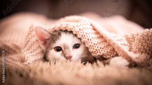 Katze
