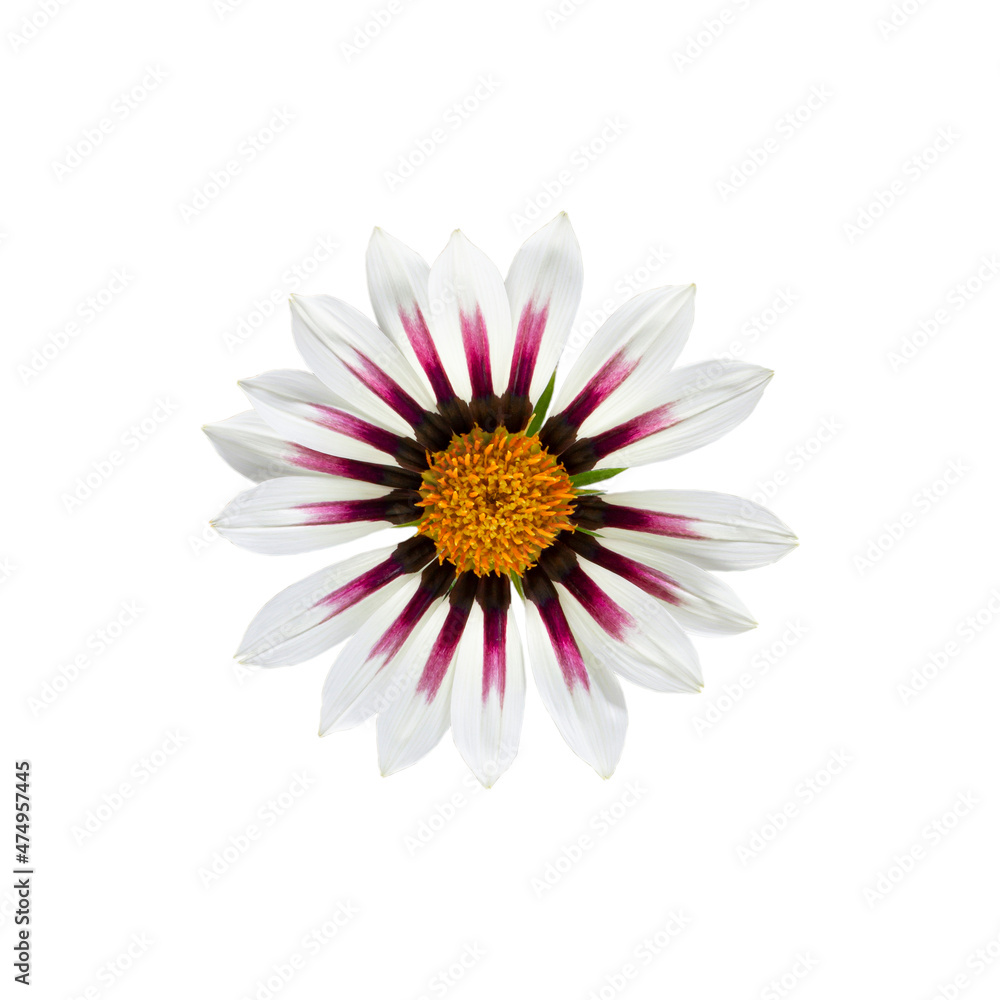 The gazania flower or African daisies or Treasure Flower bud on white isolated, top view