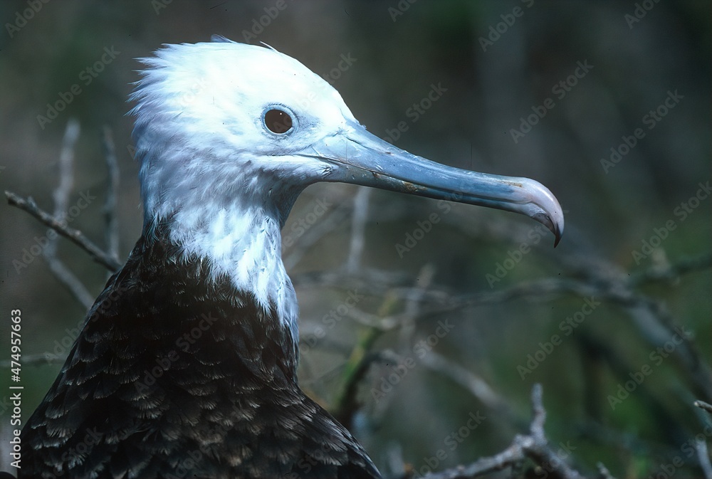 Obraz premium Magnificent frigatebird