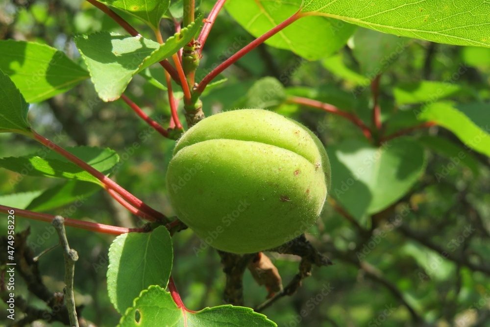 Apricots growing in the garden, closeup Apricots growing in the garden, closeup