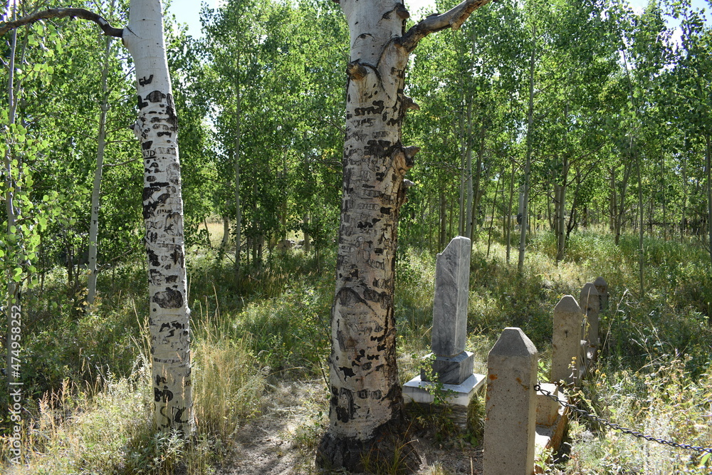 Fototapeta premium Carvings in Trees at Cemetery