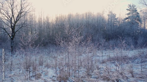 Wallpaper Mural Winter woods with snow and frost landscape outdoors. Beautiful nature in daytime Torontodigital.ca