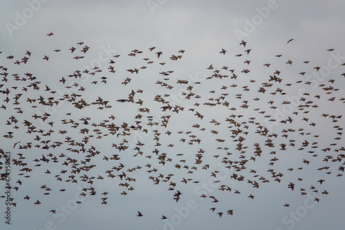 a large flock of hundreds of starlings (Sturnus vulgaris) flying low over grassland on Salisbury Plain Wiltshire UK