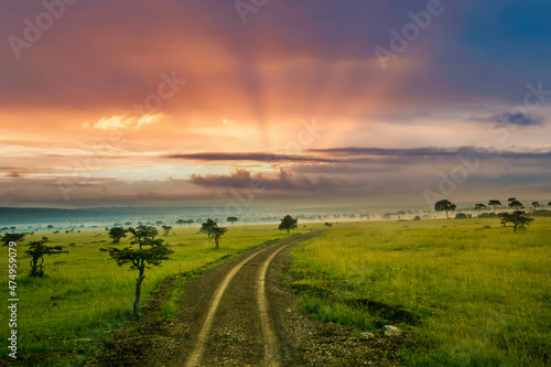 A narrow road winds through the Acacia trees with spring green grass at sunset on the Maasai Mara savannah, Kenya, Africa.