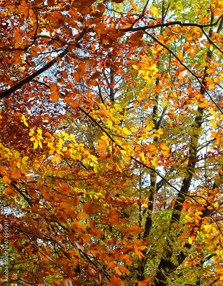 colorful leaves with warm autumn colors on the trees in the forest