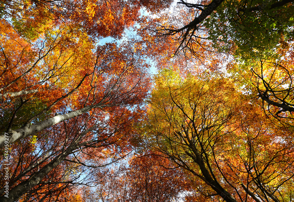 trees with colorful leaves seen from below in autumn