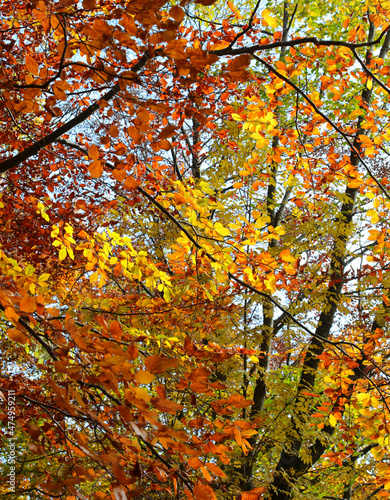 colorful leaves with warm autumn colors on the trees in the forest